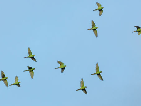 সৌ চৰাইজাক