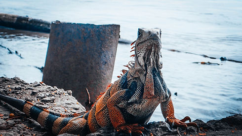 Image by Bayron Morales Linares