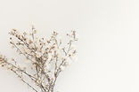 Image by Cristina Graf Adamoli