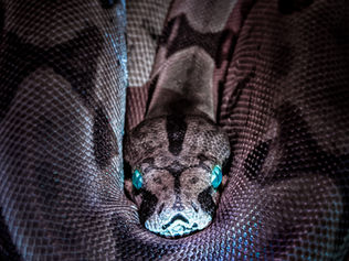 Research Topics - Experimental and computational aspects of bioactive proteins from animal venoms: An insight into pharmacological properties and drug discovery