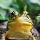 Der Bufo alvarius hat Drüsen hinter seinen Augen, die eines der stärksten Neurotoxine auf der Erde produzieren