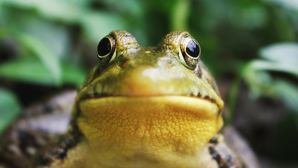 Frog Songs for May