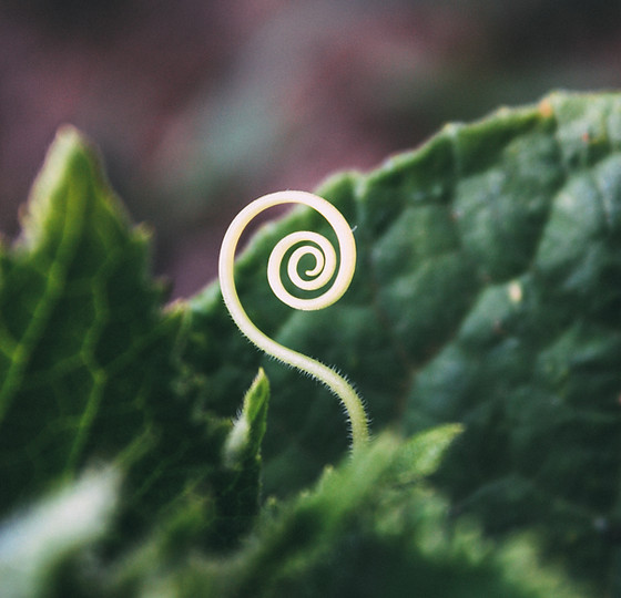 Image by Bogomil Mihaylov