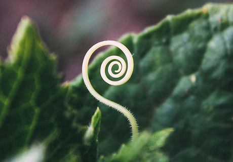 Image by Bogomil Mihaylov