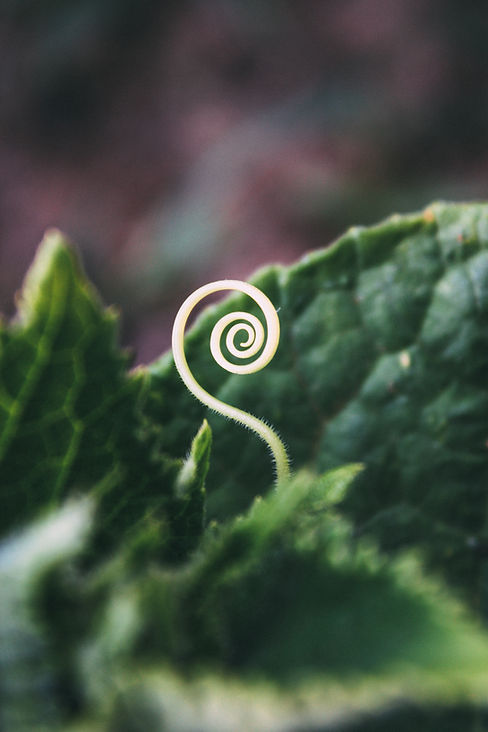 Image by Bogomil Mihaylov