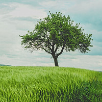 Image by Johann Siemens