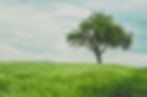 (VIRTUAL) Tree Story & Craft