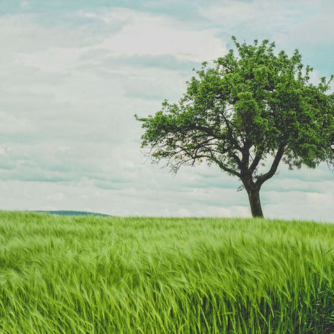 Trees are Cool
