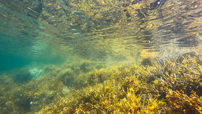 Seaweed - the money-making, net zero tool the UK is missing out on