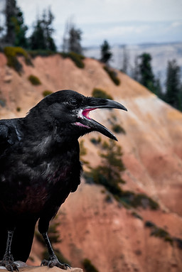 Image by Jesse van Vliet