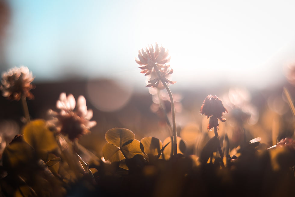 Background image of a flower with the sun and sky behind it
