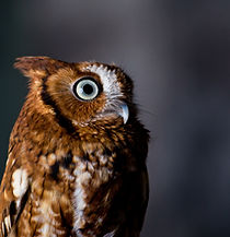 Image by Delaney Van