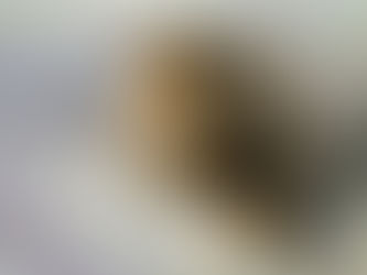 Declawed, defanged lion returned to owner in Cambodia