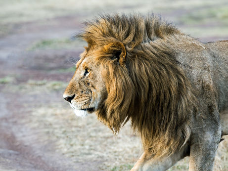 Declawed, defanged lion returned to owner in Cambodia