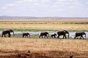 4-Day Tanzania Safari