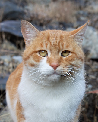 chat sénior - chatastrophe