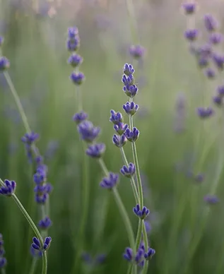 close-up of lavender bloom