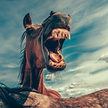 Colorado Springs Horse Boarding and Equestrian Center