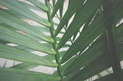 Image by Ismael Reis