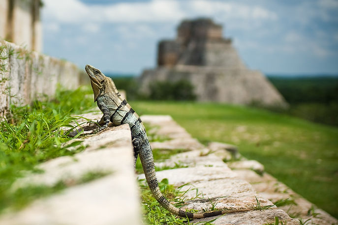 Image by Marv Watson