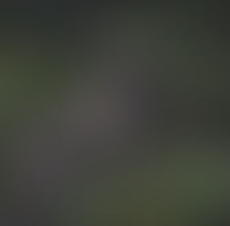 Plott Hound Dog Breed Guide: Everything You Need to Know