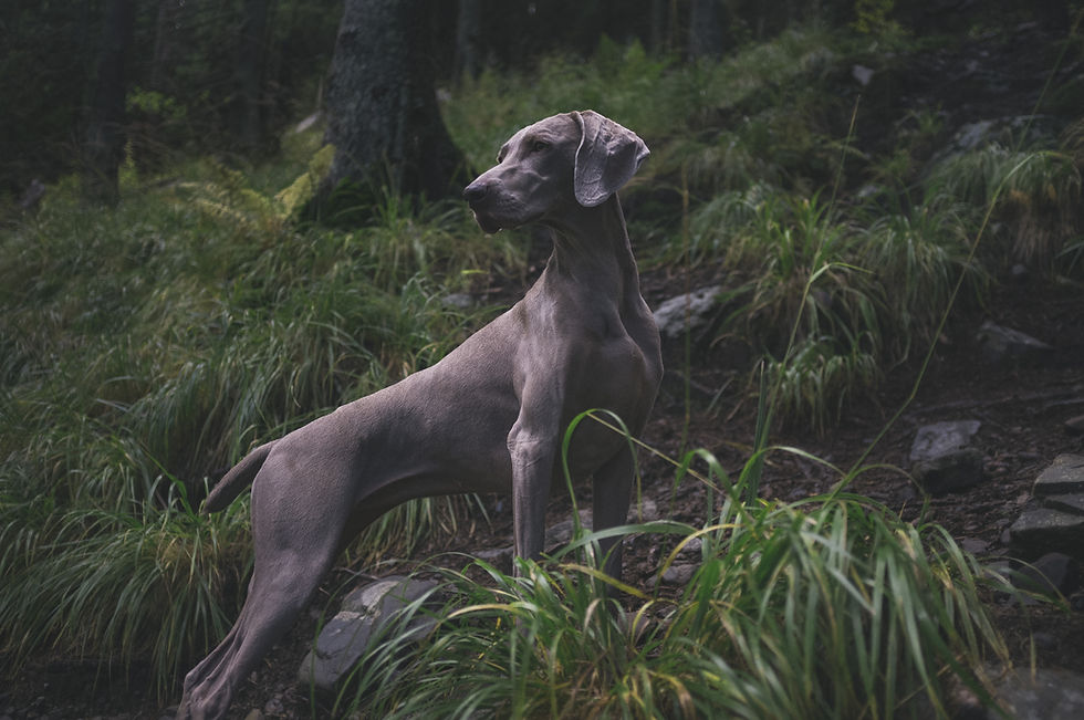 Mooie stevige Weimaraner staat trots in het bos op een berg