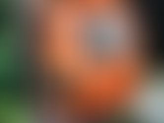 Exploring the World with Furry Companions: A Unique Cultural Immersion