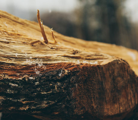 Image by Manuel Sardo