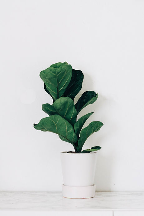 Image by Kara Eads