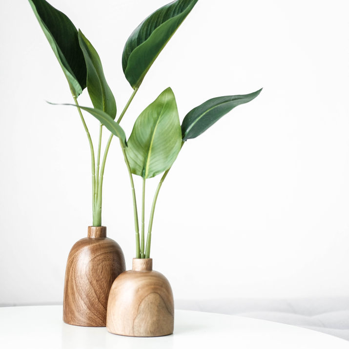 Minimalistic leafy plants in small wood pots