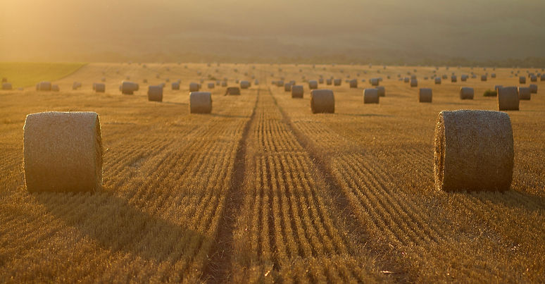 Image by Mihály Köles