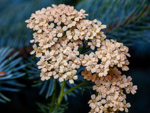 5 Outdoor Summer Plants That Will Make Your Neighbors Jealous
