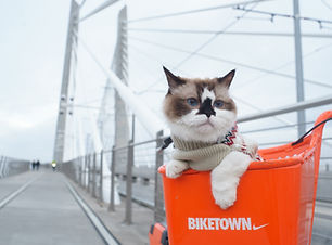Image by Cat Mapper (Max Ogden)