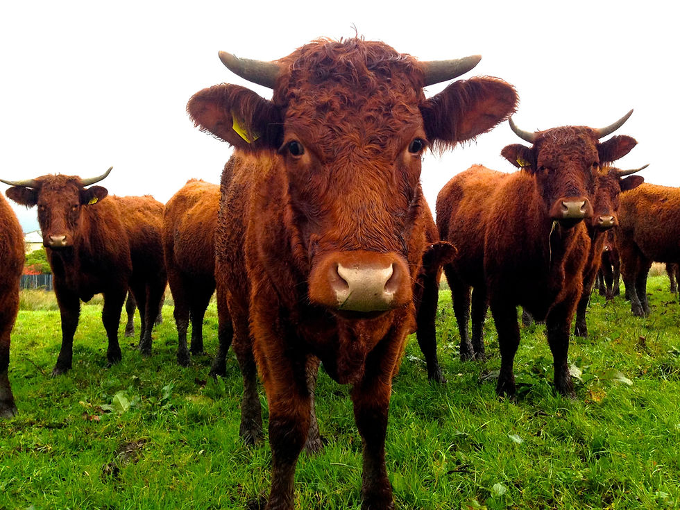 The Cows Are Up to No Good