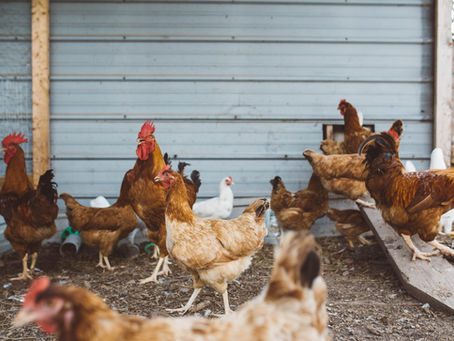 Mengenal Konsep Ternak Ayam Petelur Bebas Kandang “Cage-Free”