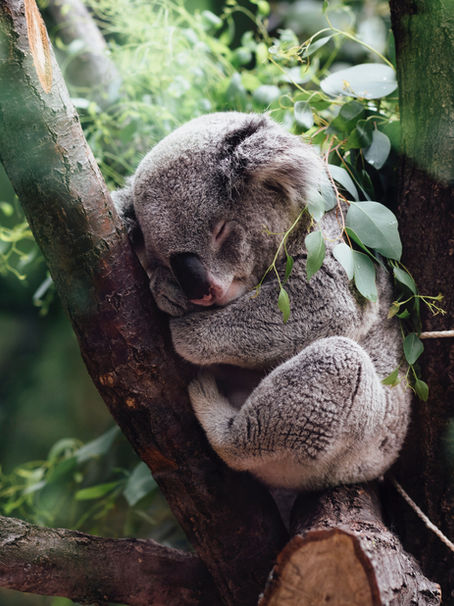 Services for businesses affected by Australian bushfires