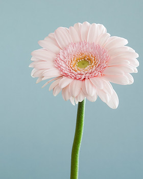 Image by Andrew Small