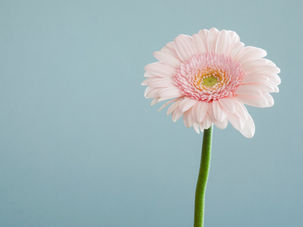 A pink flower