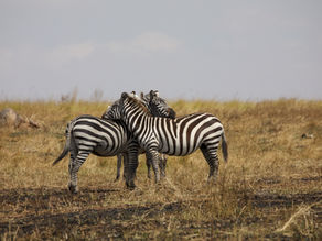 The Best Safari Route in Tanzania | Everything You Need To Know