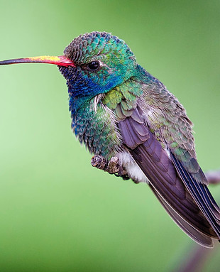 Hummingbird