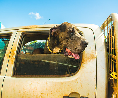 Image by Shea Rouda