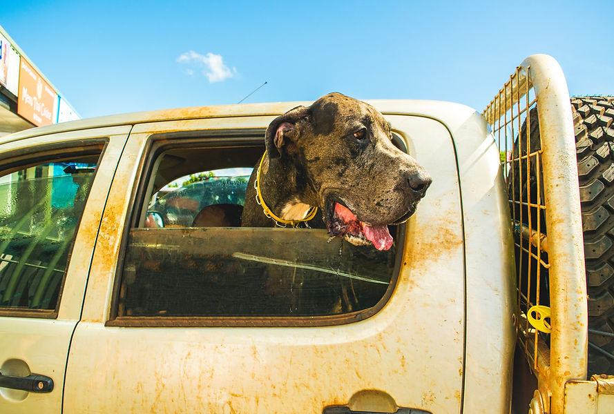 Image by Shea Rouda