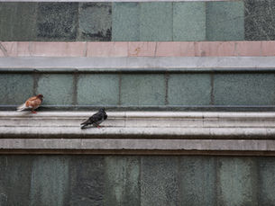 Stop Birds from Taking Over Your Ledges
