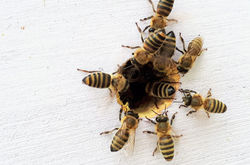 Image de Boba Jaglicic