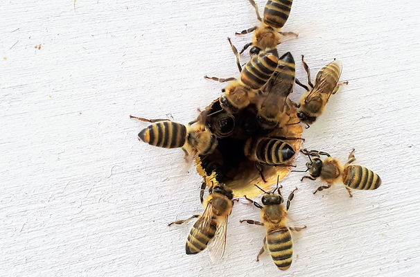 Kingwood Bee Removal