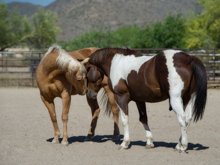 two horses touching noses