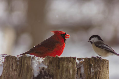 Image by Erin Wilson