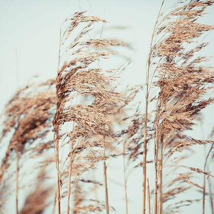 Image by Alex Seinet