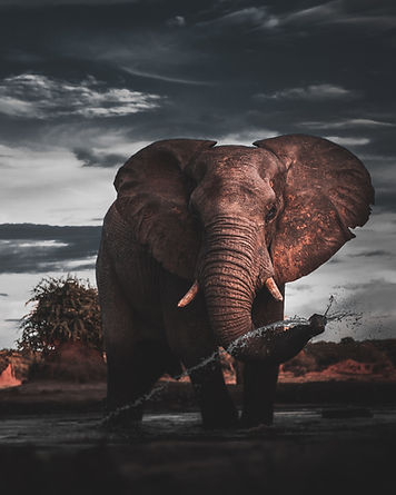 Image by Geran de Klerk