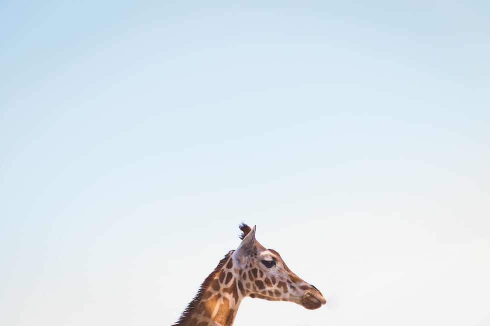 Dubai Safari Park